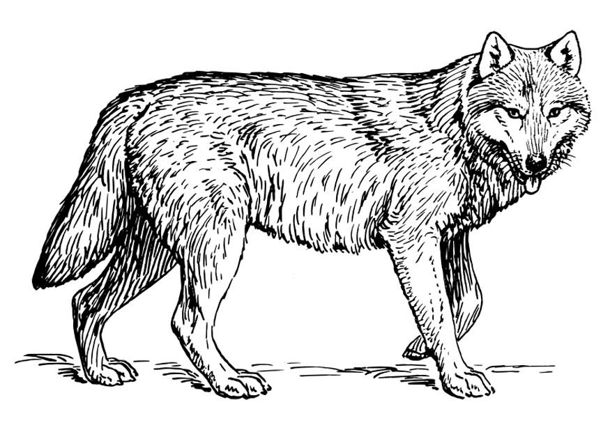 loup Coloriage loup