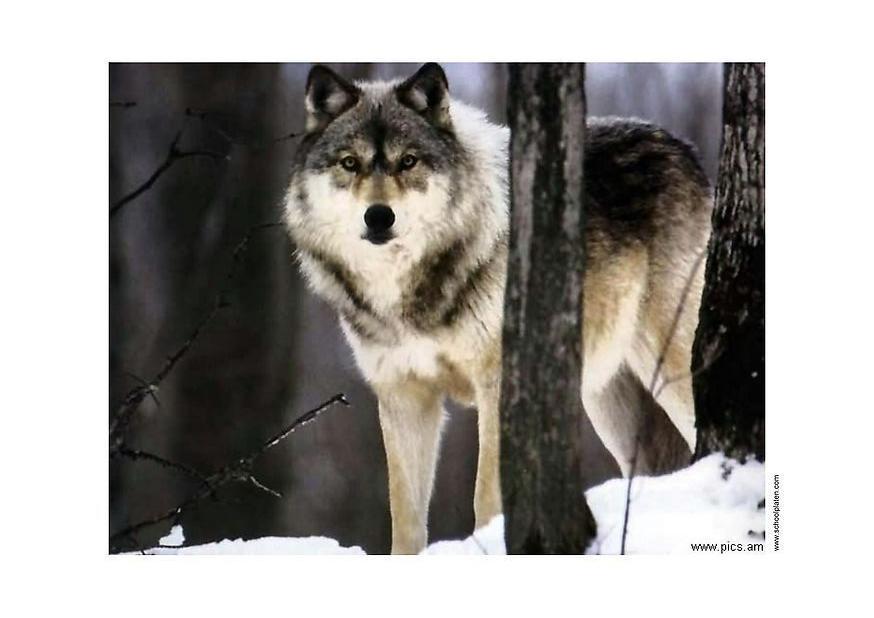 loup Photo loup