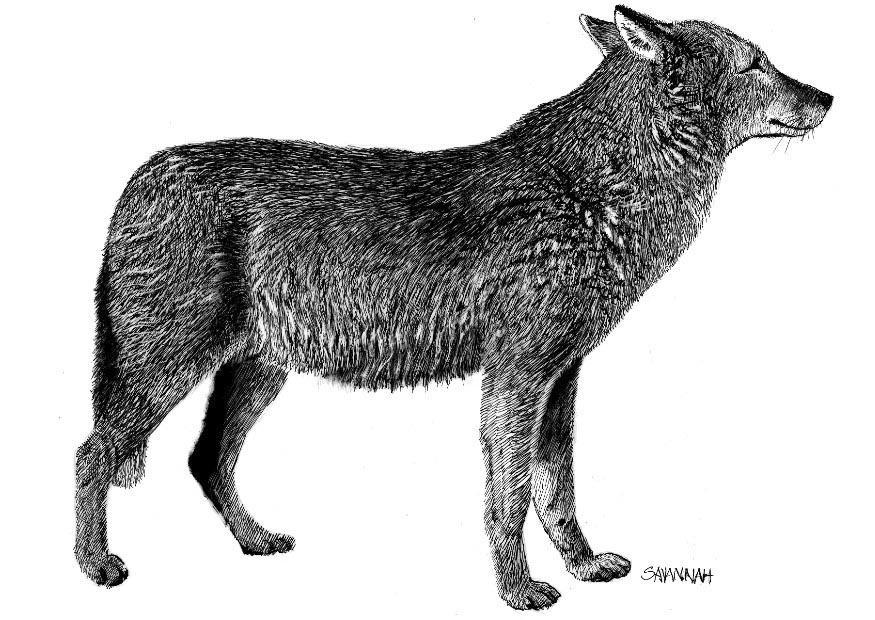 loup Coloriage loup