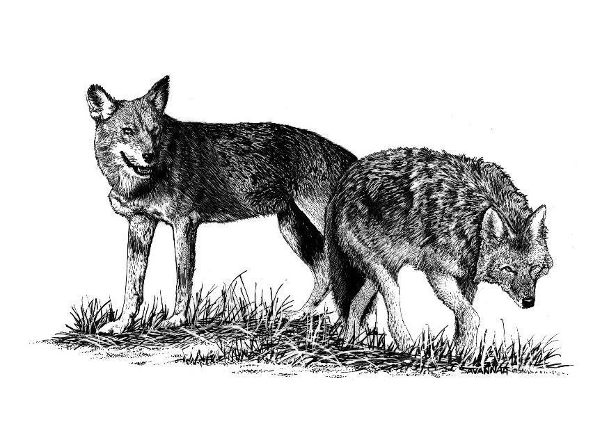 loups Coloriage loups
