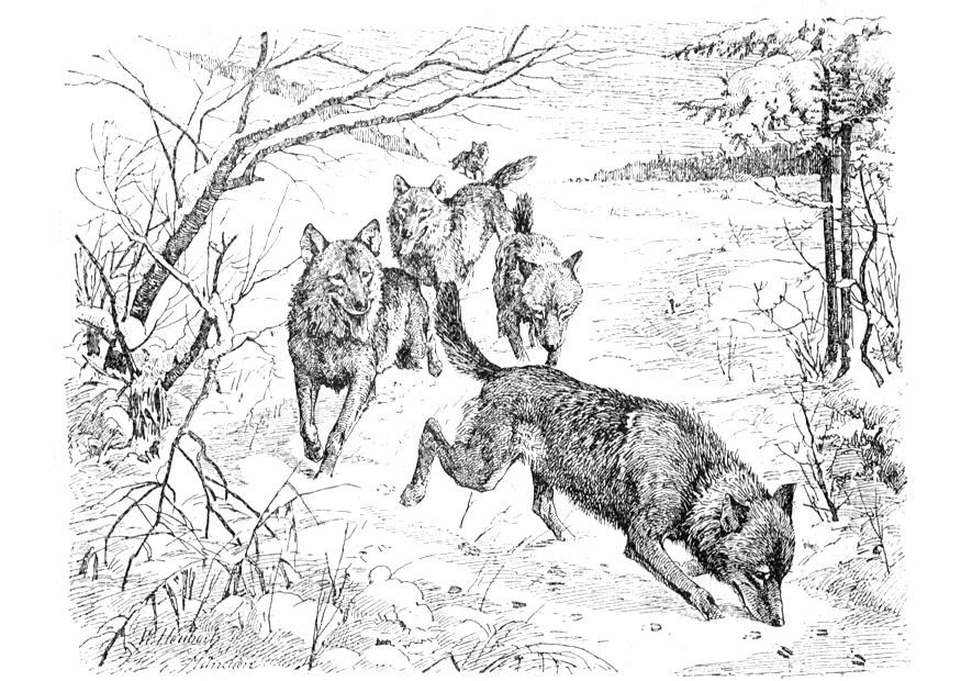 loups Coloriage loups