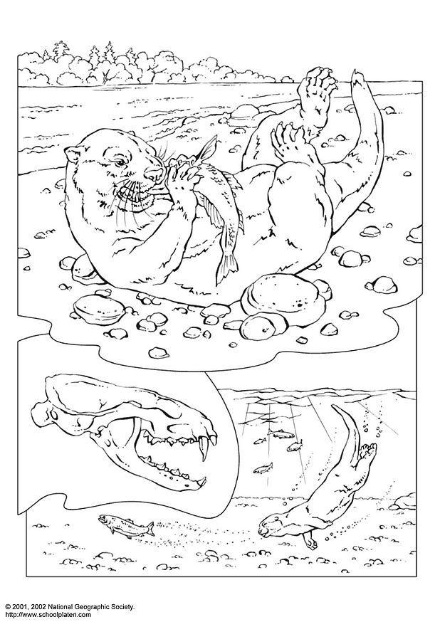 loutre Coloriage loutre
