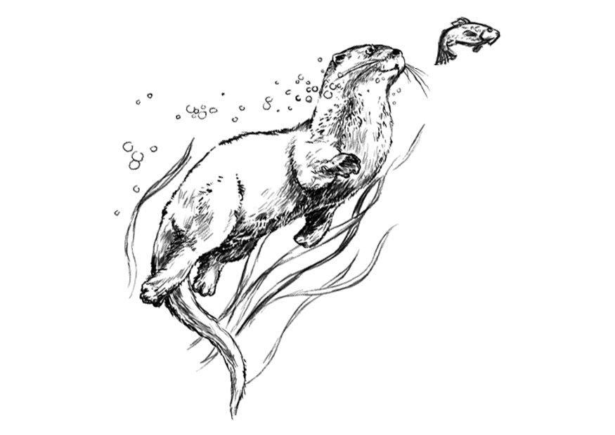 loutre Coloriage loutre
