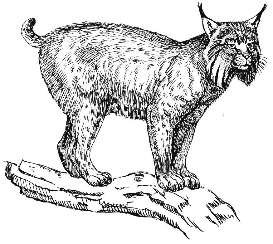 lynx Coloriage lynx