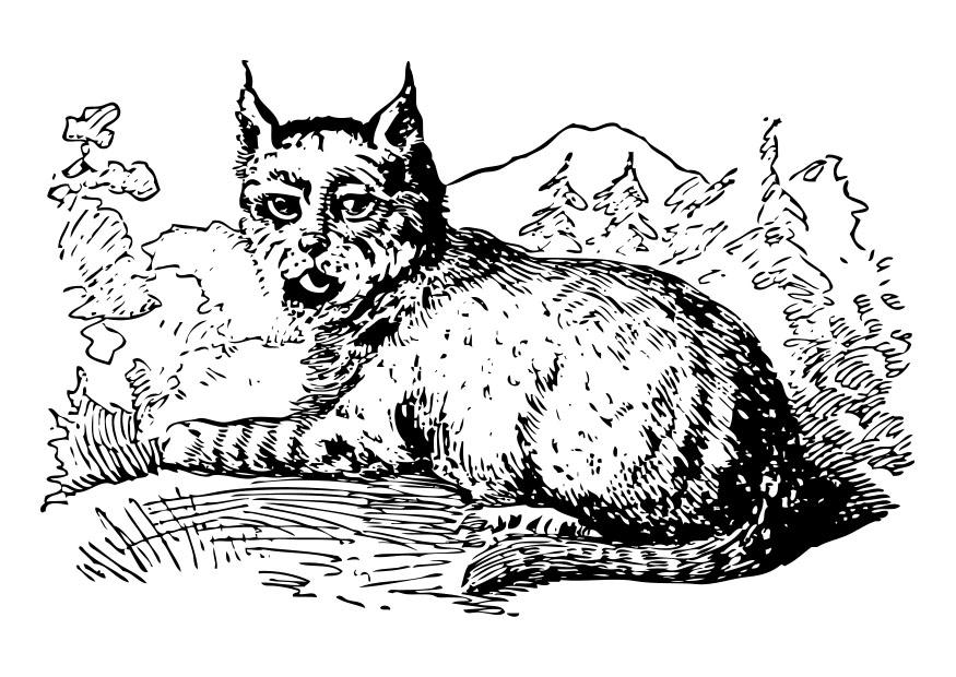 lynx Coloriage lynx