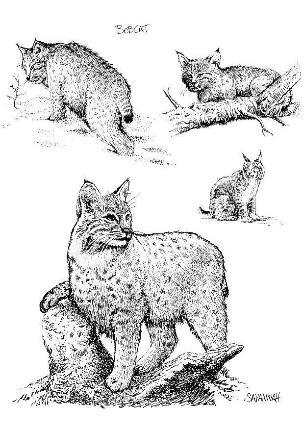 lynx Coloriage lynx