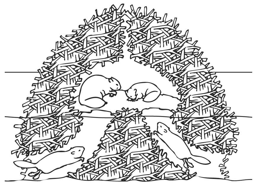maison de castor Coloriage maison de castor
