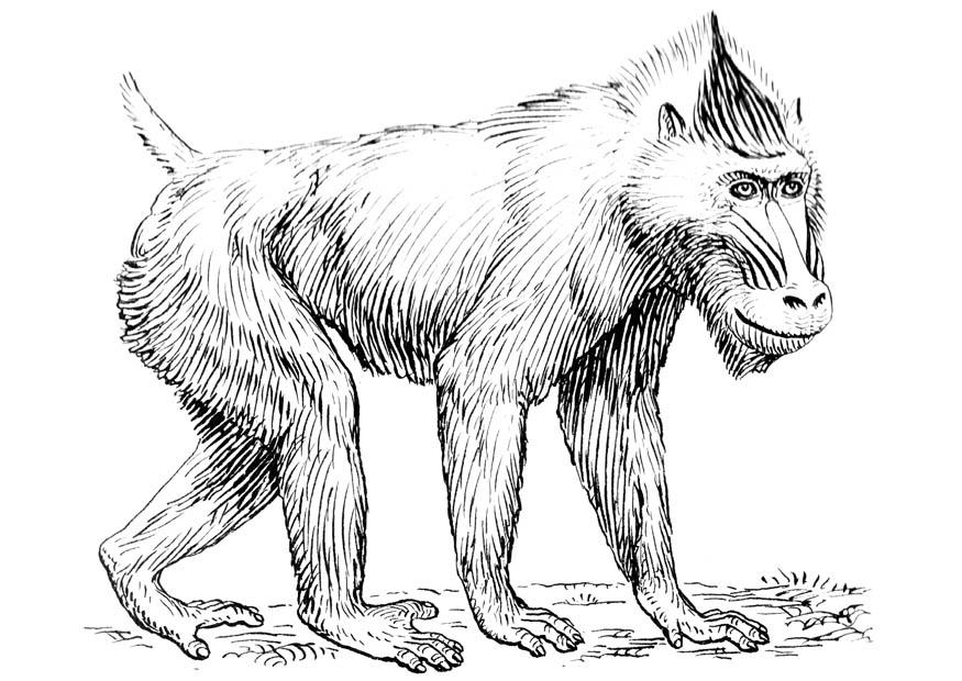 mandrill Coloriage mandrill