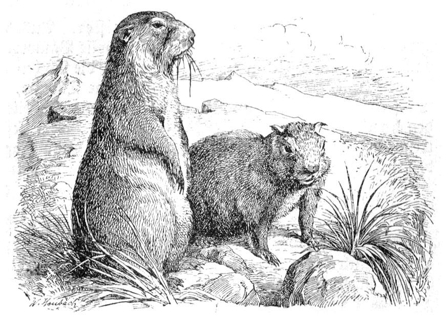 marmotte Coloriage marmotte