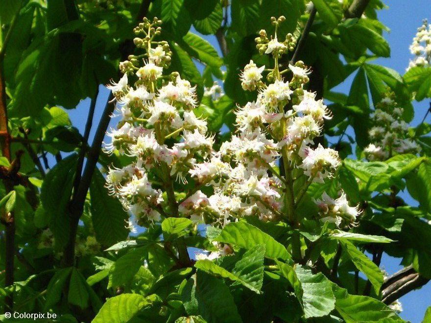 maronnier en fleurs Photo maronnier en fleurs
