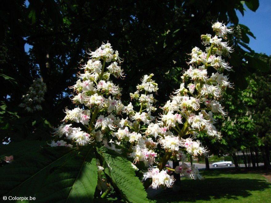 maronnier en fleurs Photo maronnier en fleurs