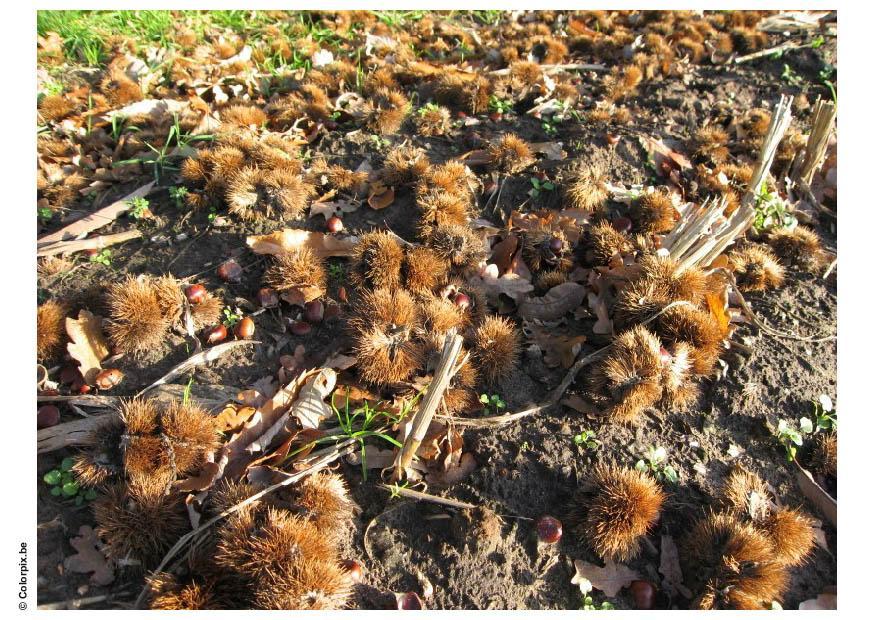 marrons Photo marrons