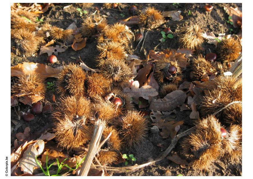 marrons Photo marrons