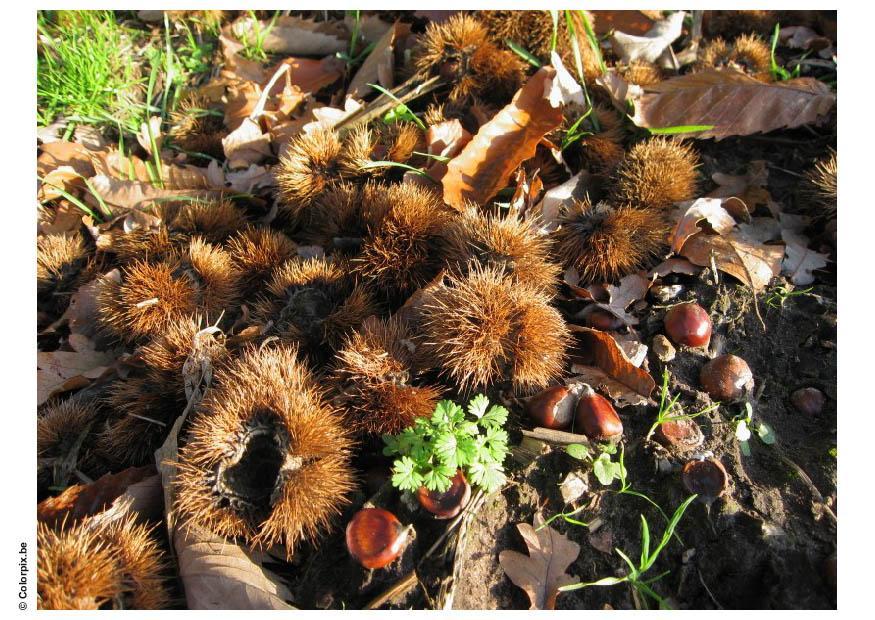 marrons Photo marrons