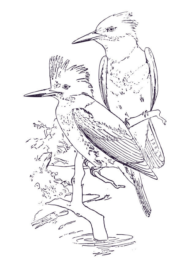 martin-pecheur Coloriage martin-pecheur