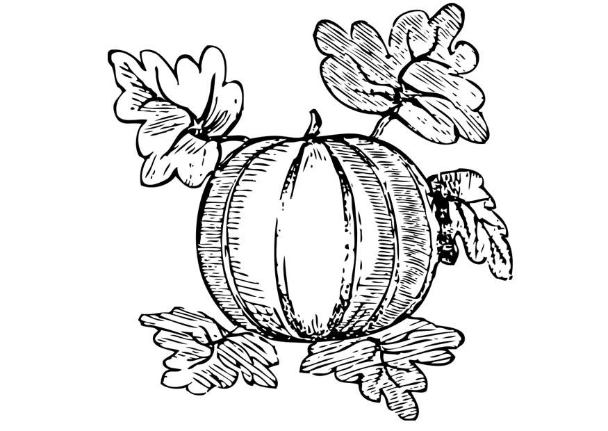 melon Coloriage melon