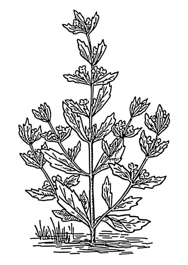menthe pouliot Coloriage menthe pouliot