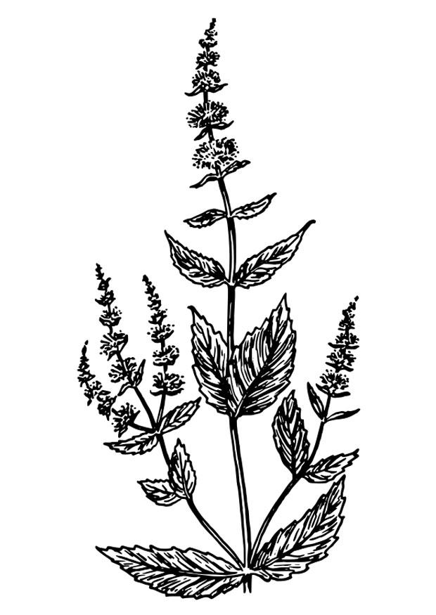 menthe verte Coloriage menthe verte