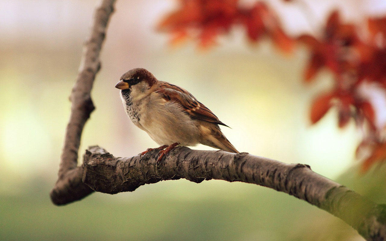 moineau Photo moineau