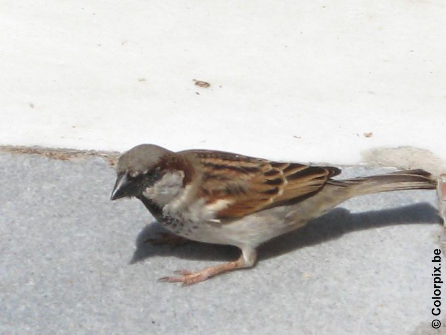 moineau Photo moineau