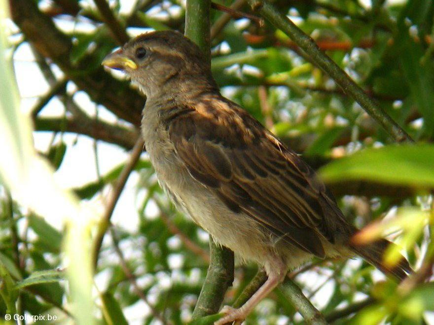 moineau Photo moineau