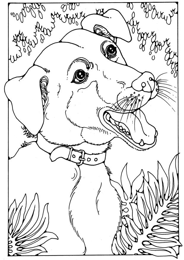 mongrel Coloriage mongrel