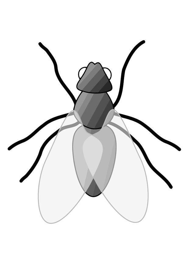 mouche Coloriage mouche