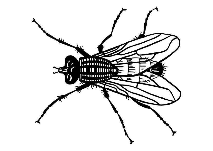 mouche Coloriage mouche