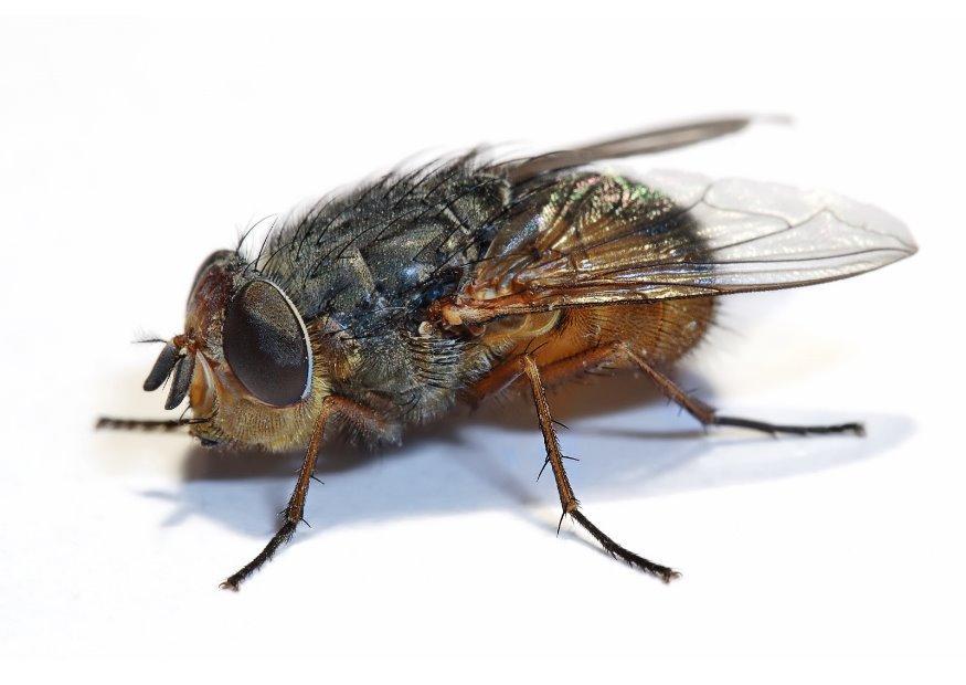 mouche Photo mouche