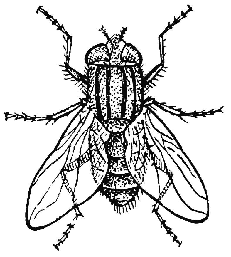 mouche domestique Coloriage mouche domestique