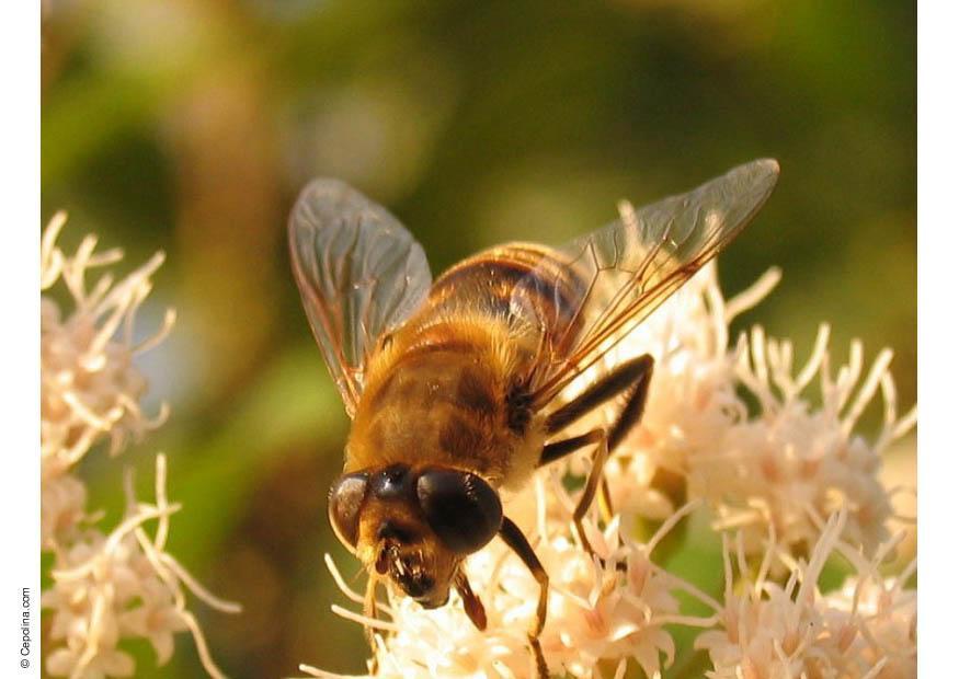 mouche - syrphe Photo mouche - syrphe