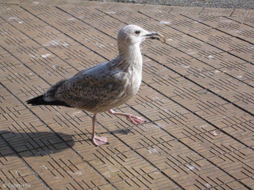 mouette 2 Photo mouette 2