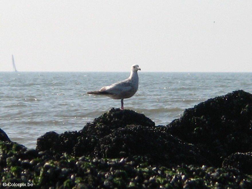 mouette Photo mouette