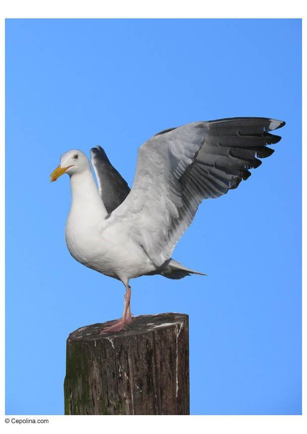 mouette sur un poteau Photo mouette sur un poteau