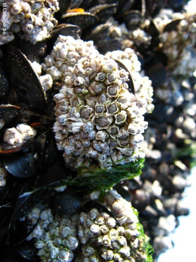 moules Photo moules
