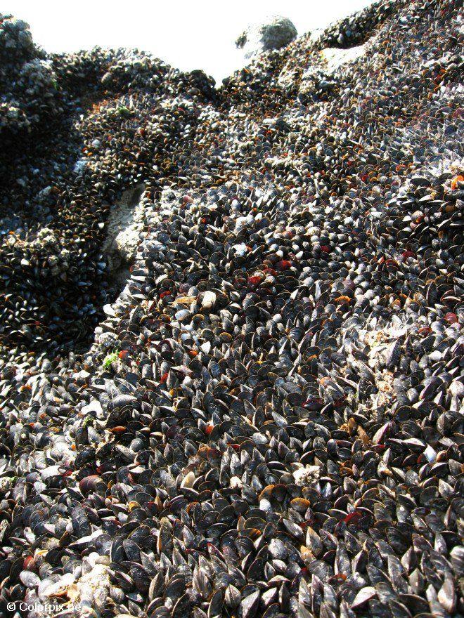 moules Photo moules