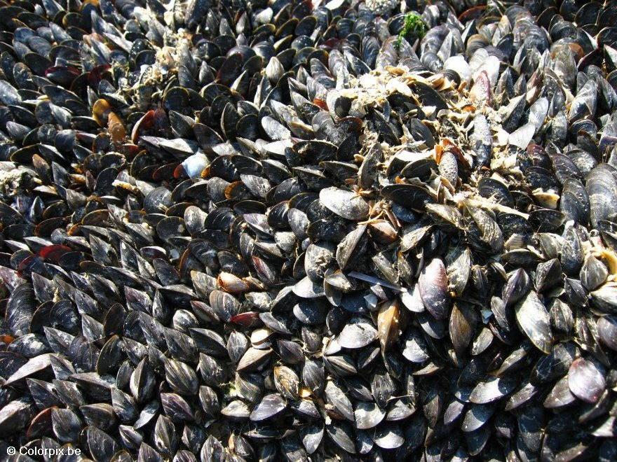 moules Photo moules