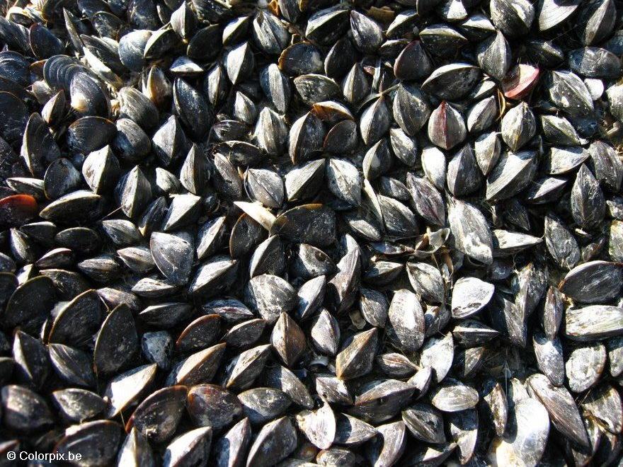 moules Photo moules
