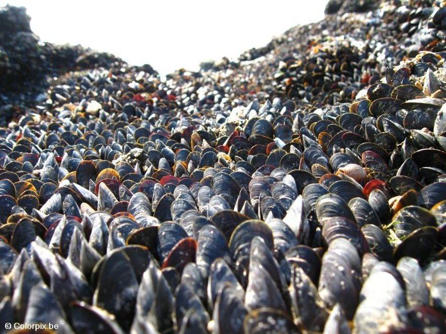moules Photo moules