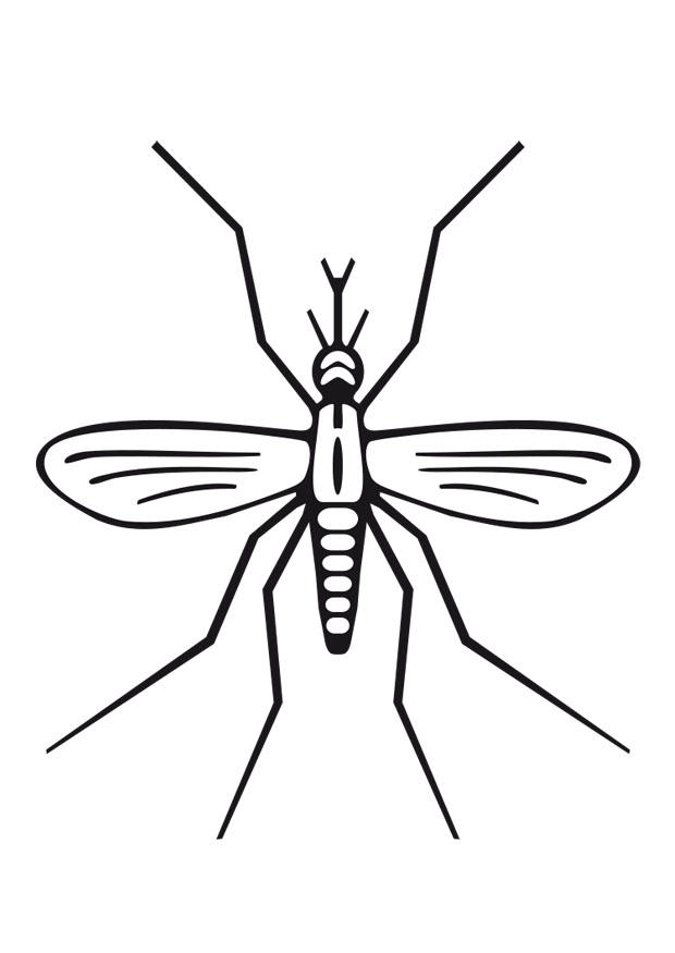 moustique Coloriage moustique