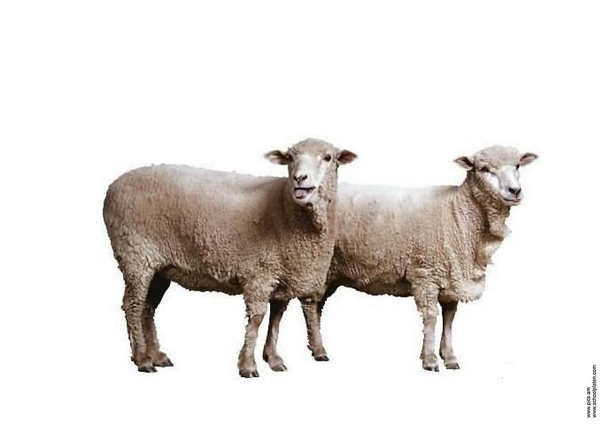 mouton Photo mouton