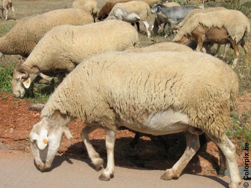 mouton Photo mouton
