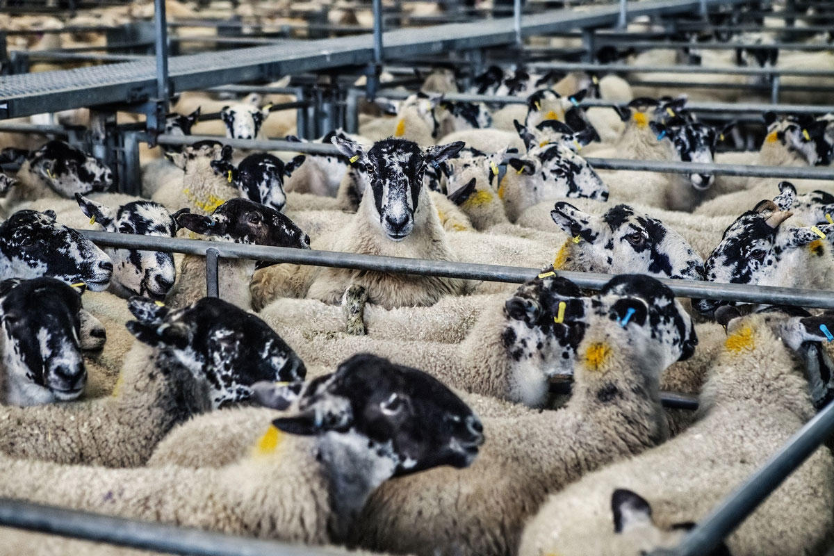 moutons Photo moutons