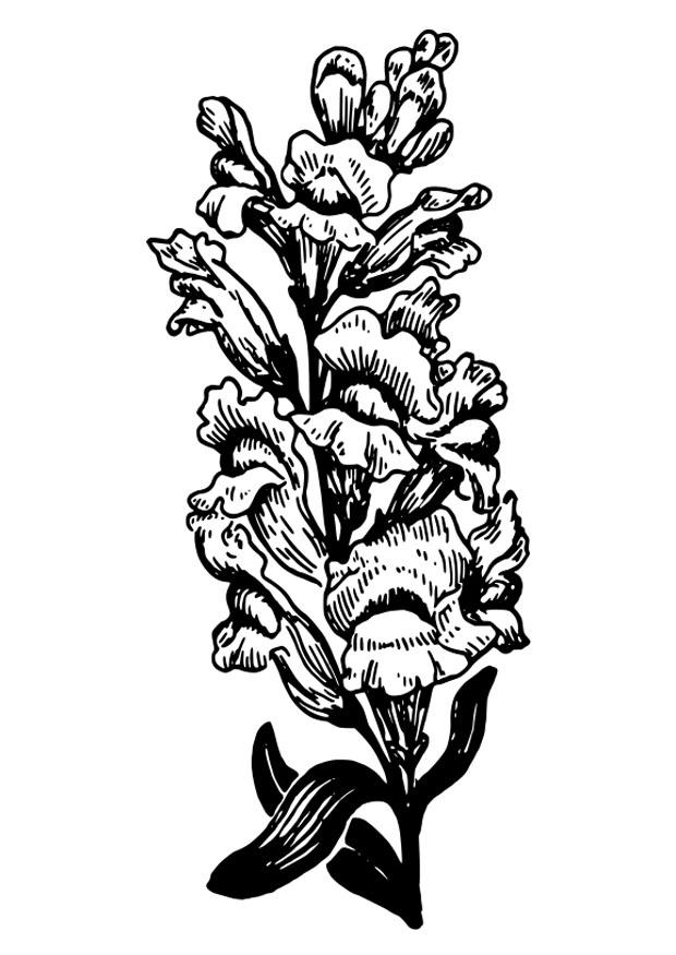 muflier Coloriage muflier