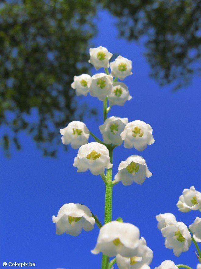 muguet Photo muguet