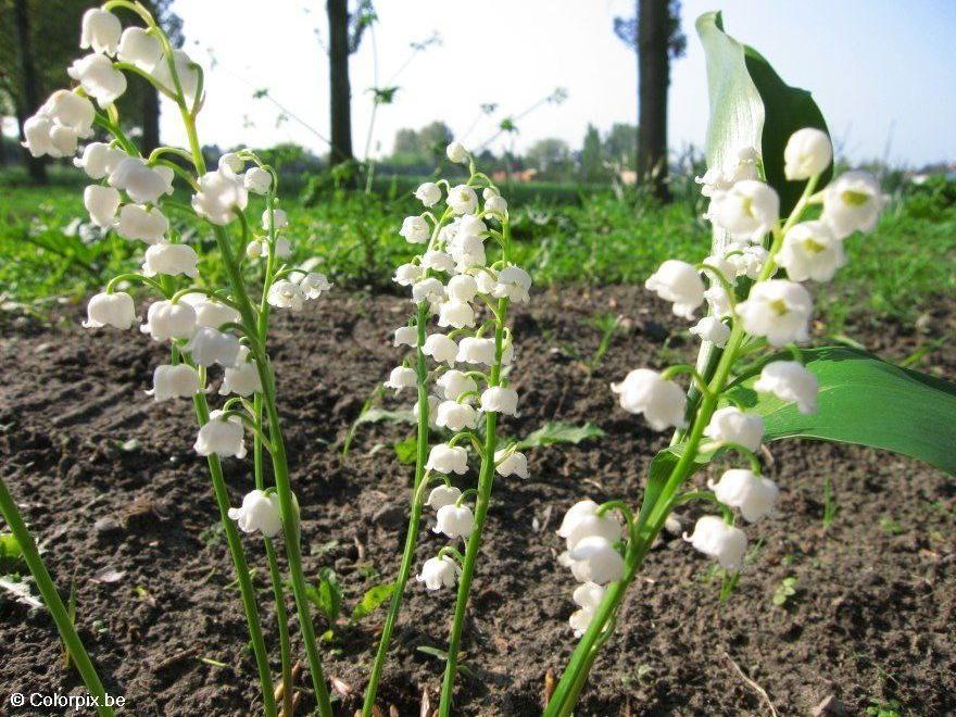 muguet Photo muguet