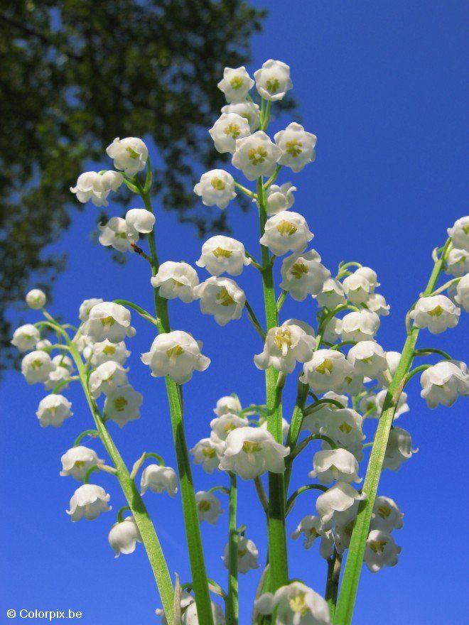 muguet Photo muguet