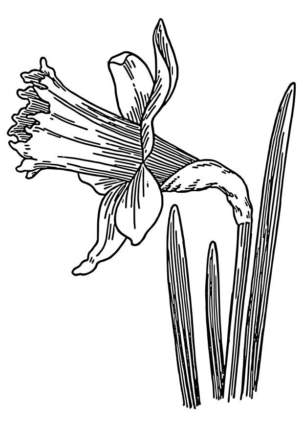narcisse jonquille Coloriage narcisse jonquille