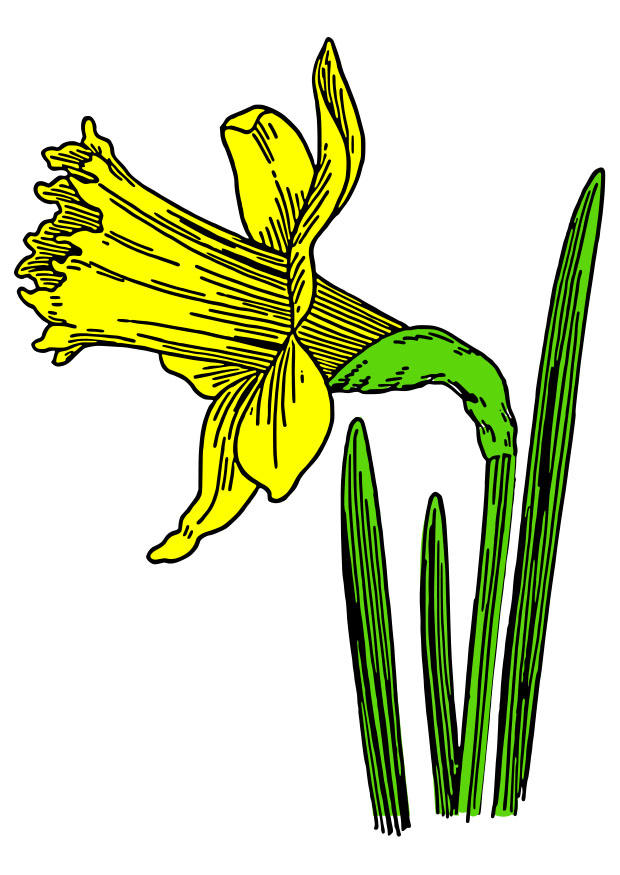 narcisse jonquille Image narcisse jonquille