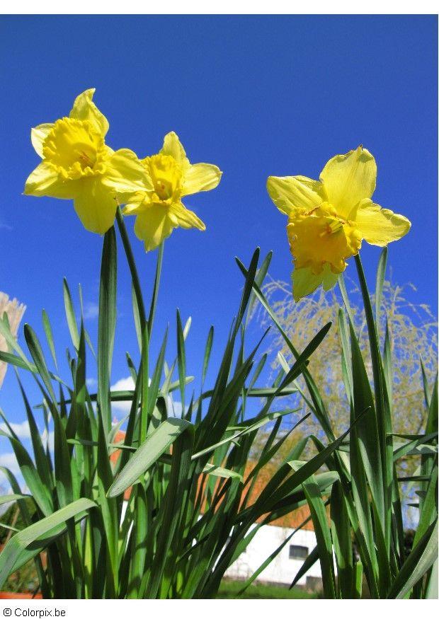 narcisses Photo narcisses